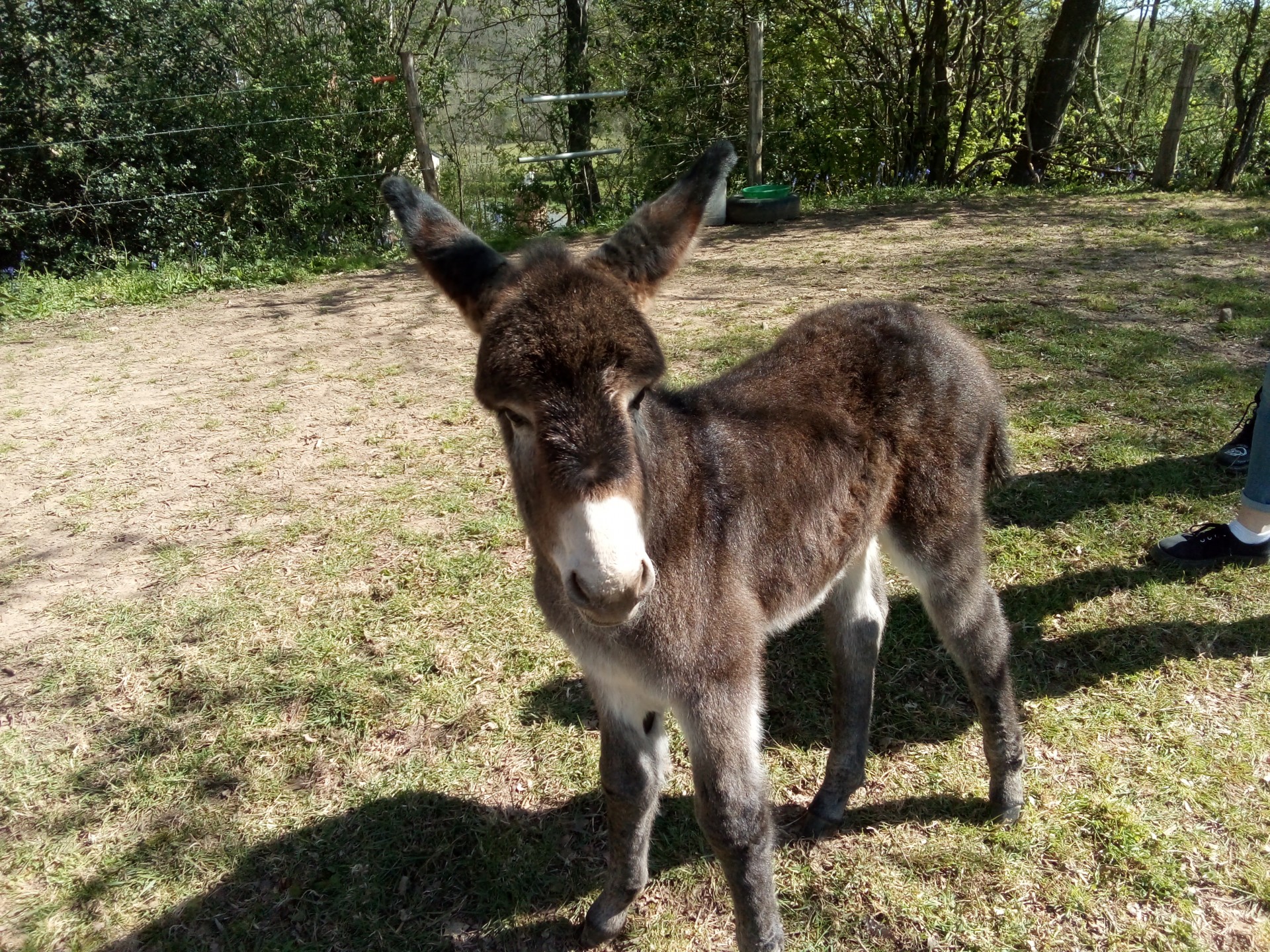 Lucky (au 6ème jour) - Né le 17 avril 2021 - Adopté à Moncé en Belin et renommé Lotus