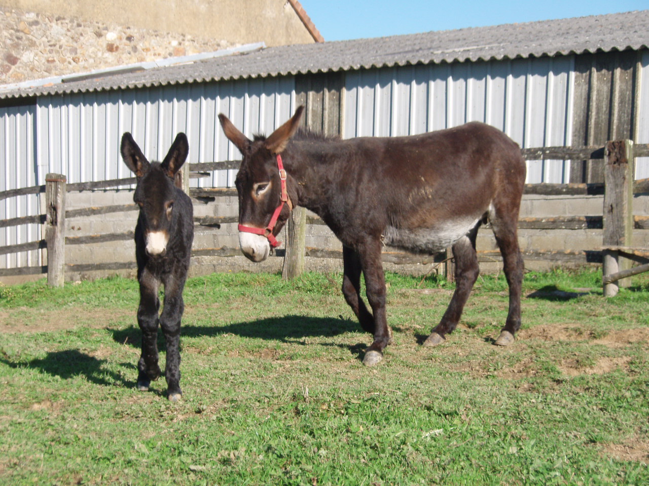 Fonzie (au 3ème jour) - Né le 25 octobre 2015 - Adopté à Roézé sur Sarthe